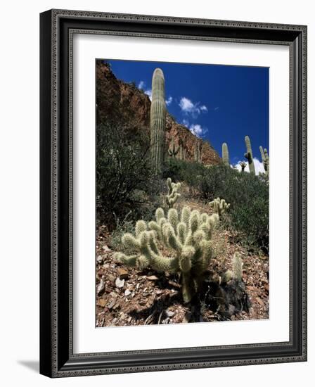 Teddy Bear Cholla (Opuntia Bigelovii), and Saguaro Cacti, Tonto National Monument, Arizona, USA-Ruth Tomlinson-Framed Photographic Print