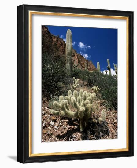 Teddy Bear Cholla (Opuntia Bigelovii), and Saguaro Cacti, Tonto National Monument, Arizona, USA-Ruth Tomlinson-Framed Photographic Print