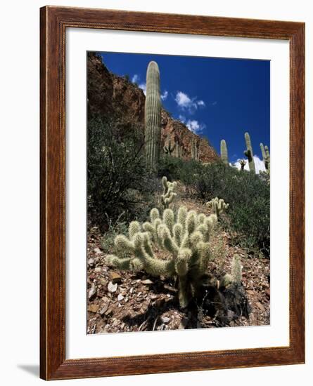 Teddy Bear Cholla (Opuntia Bigelovii), and Saguaro Cacti, Tonto National Monument, Arizona, USA-Ruth Tomlinson-Framed Photographic Print