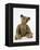 Teddy Bear in Gold Yorkshire Cloth Plush, with Black Thread Embroidered Nose, Mouth and Claws-null-Framed Premier Image Canvas