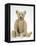 Teddy Bear in Yorkshire Cloth-null-Framed Premier Image Canvas