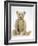 Teddy Bear in Yorkshire Cloth-null-Framed Photographic Print