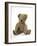 Teddy Bear, Stuffed and Sewn Mohair Plush-null-Framed Photographic Print