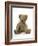 Teddy Bear, Stuffed and Sewn Mohair Plush-null-Framed Photographic Print