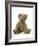 Teddy Bear, Stuffed and Sewn Mohair Plush-null-Framed Photographic Print