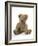 Teddy Bear, Stuffed and Sewn Mohair Plush-null-Framed Photographic Print