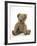 Teddy Bear, Stuffed and Sewn Mohair Plush-null-Framed Photographic Print