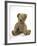 Teddy Bear, Stuffed and Sewn Mohair Plush-null-Framed Photographic Print