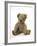 Teddy Bear, Stuffed and Sewn Mohair Plush-null-Framed Photographic Print