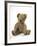 Teddy Bear, Stuffed and Sewn Mohair Plush-null-Framed Photographic Print