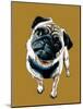 Teddy the Pug on Golden Yellow, 2020, (Pen and Ink)-Mike Davis-Mounted Giclee Print