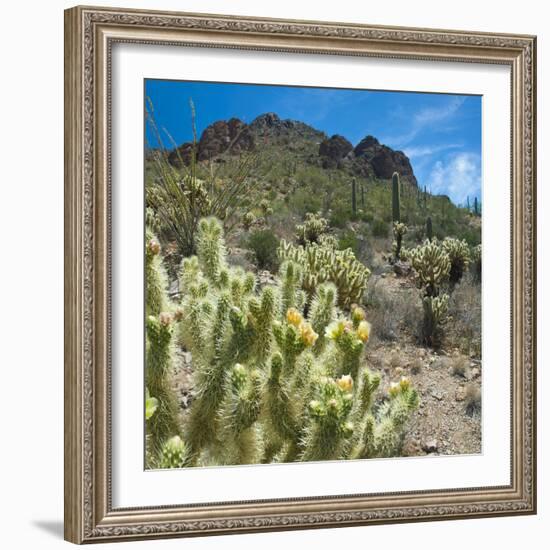 Teddybear Cholla Cactus in Arizona Desert Mountains-Anna Miller-Framed Photographic Print