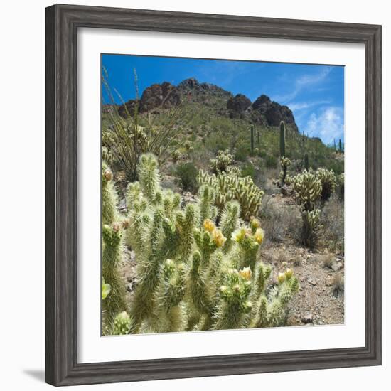 Teddybear Cholla Cactus in Arizona Desert Mountains-Anna Miller-Framed Photographic Print