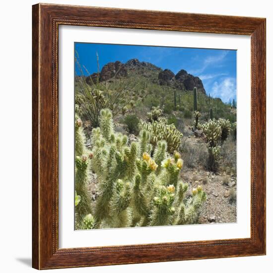 Teddybear Cholla Cactus in Arizona Desert Mountains-Anna Miller-Framed Photographic Print