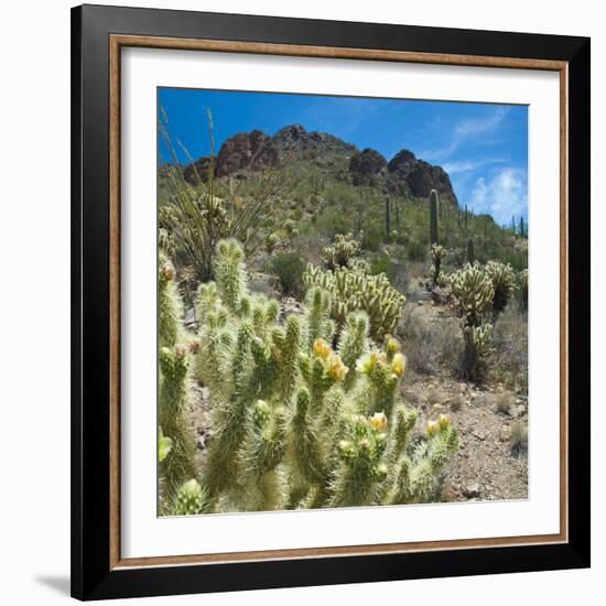 Teddybear Cholla Cactus in Arizona Desert Mountains-Anna Miller-Framed Photographic Print