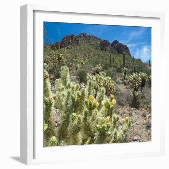 Teddybear Cholla Cactus in Arizona Desert Mountains-Anna Miller-Framed Photographic Print