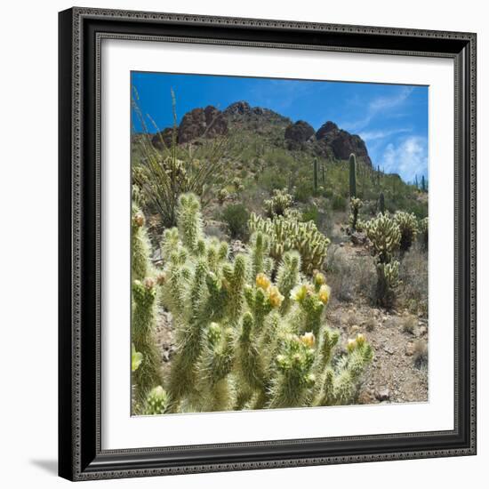 Teddybear Cholla Cactus in Arizona Desert Mountains-Anna Miller-Framed Photographic Print