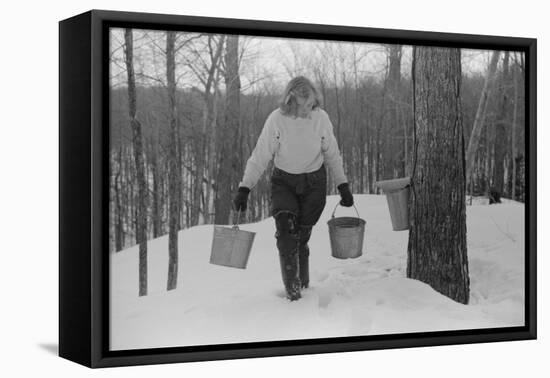 Teenage Girl Gathering Sap from Sugar Maple Trees, North Bridgewater, Vermont, 1940-Marion Post Wolcott-Framed Premier Image Canvas