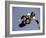 Teenager Inline Skating in Mid-Air-null-Framed Photographic Print