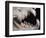 Teeth and Skull of Lion-null-Framed Photographic Print