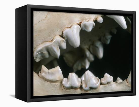 Teeth and Skull of Spotted Hyena-null-Framed Premier Image Canvas