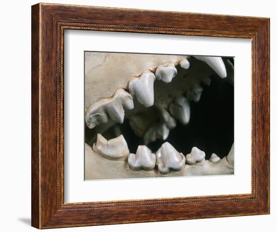 Teeth and Skull of Spotted Hyena-null-Framed Photographic Print