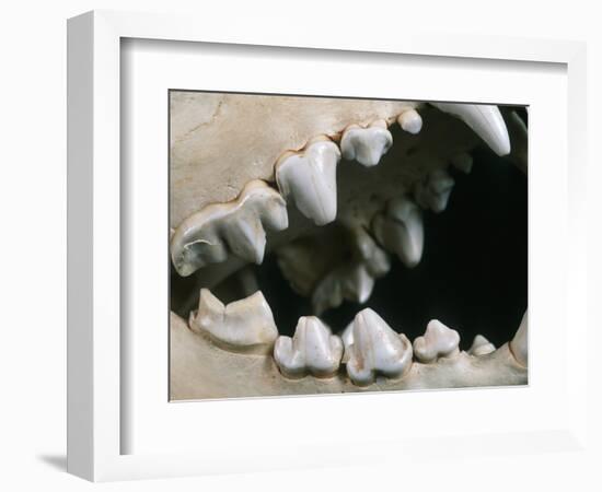 Teeth and Skull of Spotted Hyena-null-Framed Photographic Print