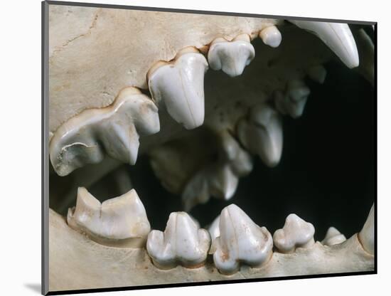 Teeth and Skull of Spotted Hyena-null-Mounted Photographic Print