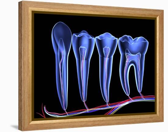 Teeth, Cross Section-PASIEKA-Framed Premier Image Canvas