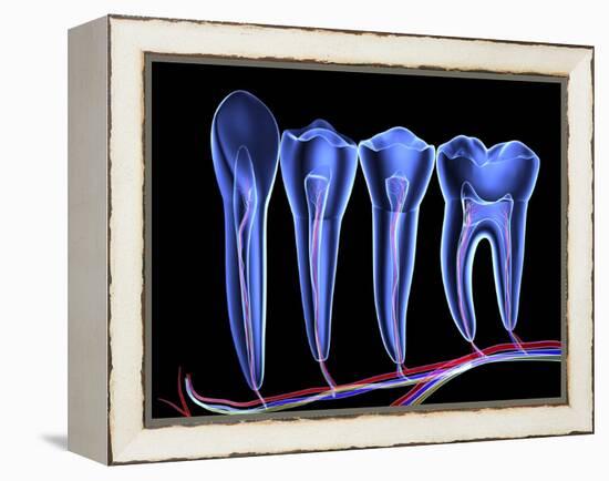 Teeth, Cross Section-PASIEKA-Framed Premier Image Canvas