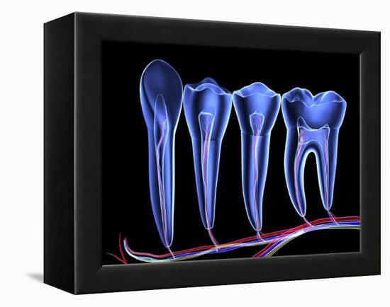 Teeth, Cross Section-PASIEKA-Framed Premier Image Canvas