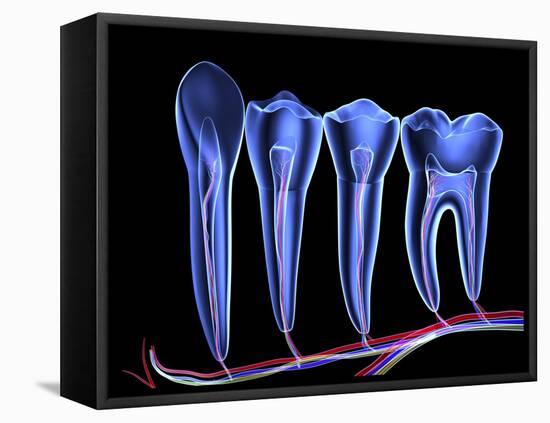 Teeth, Cross Section-PASIEKA-Framed Premier Image Canvas