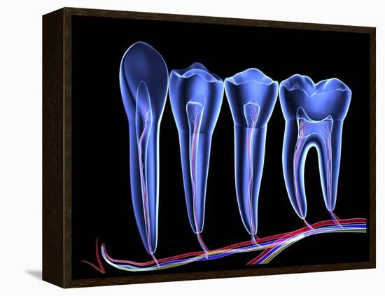 Teeth, Cross Section-PASIEKA-Framed Premier Image Canvas