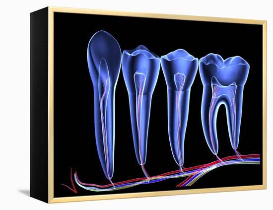Teeth, Cross Section-PASIEKA-Framed Premier Image Canvas
