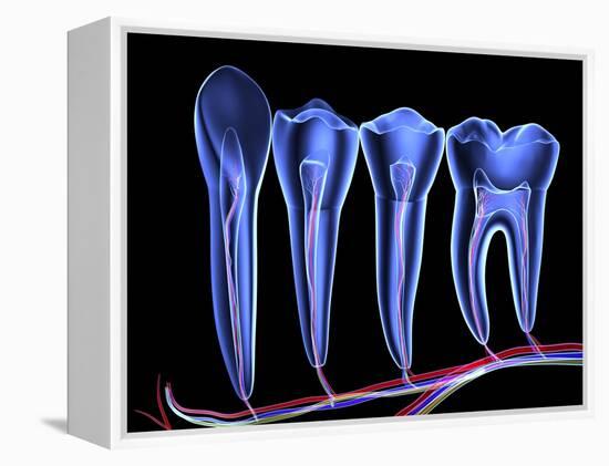 Teeth, Cross Section-PASIEKA-Framed Premier Image Canvas