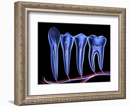 Teeth, Cross Section-PASIEKA-Framed Premium Photographic Print