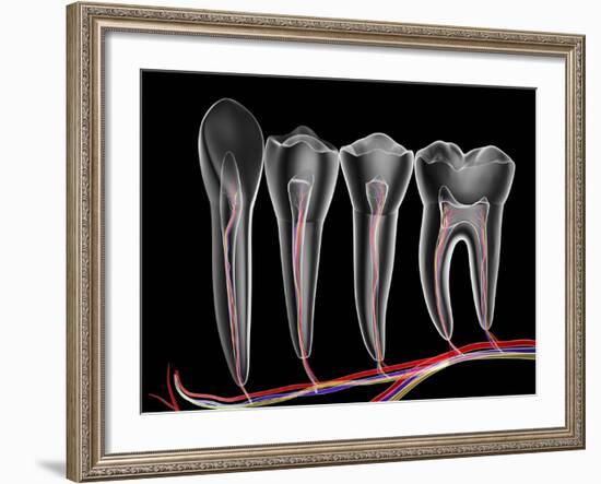 Teeth, Cross Section-PASIEKA-Framed Photographic Print