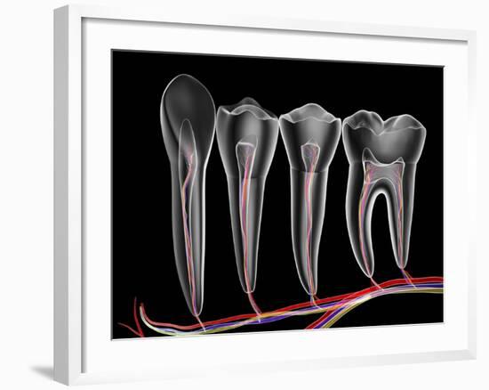 Teeth, Cross Section-PASIEKA-Framed Photographic Print