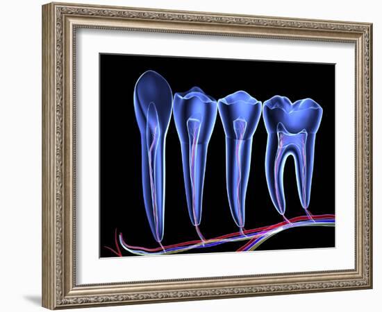 Teeth, Cross Section-PASIEKA-Framed Photographic Print