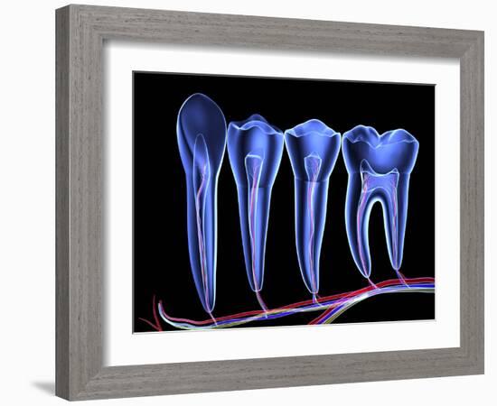 Teeth, Cross Section-PASIEKA-Framed Photographic Print