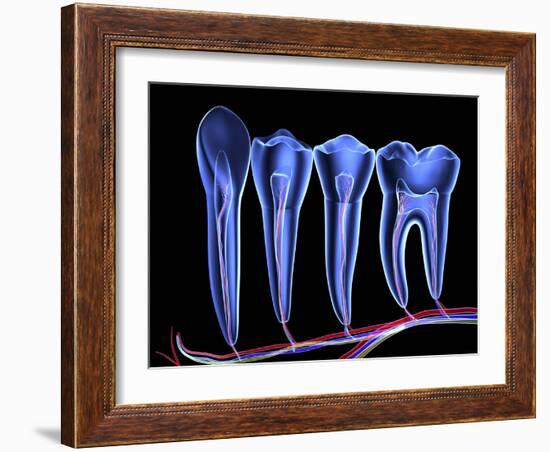 Teeth, Cross Section-PASIEKA-Framed Photographic Print