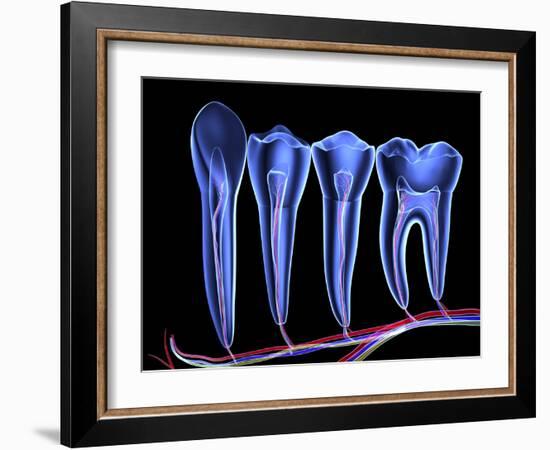 Teeth, Cross Section-PASIEKA-Framed Photographic Print