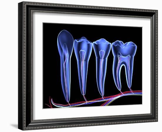 Teeth, Cross Section-PASIEKA-Framed Photographic Print