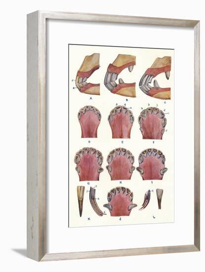 Teeth of a horse as an indication of age, c1905 (c1910)-Unknown-Framed Giclee Print