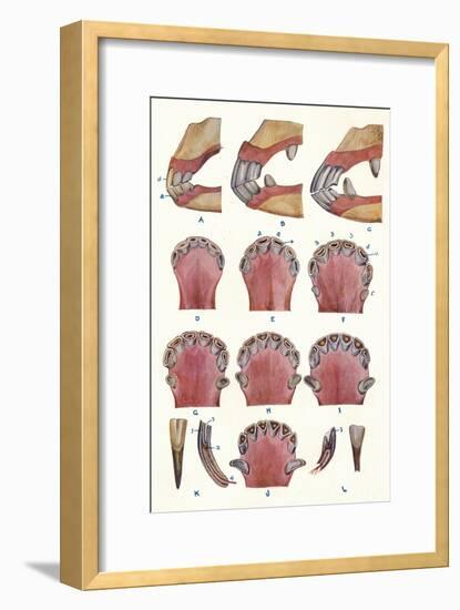 Teeth of a horse as an indication of age, c1905 (c1910)-Unknown-Framed Giclee Print