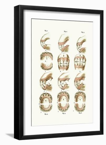 Teeth Plate Description-Samuel Sidney-Framed Art Print