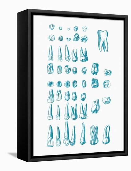 Teeth-Mehau Kulyk-Framed Premier Image Canvas