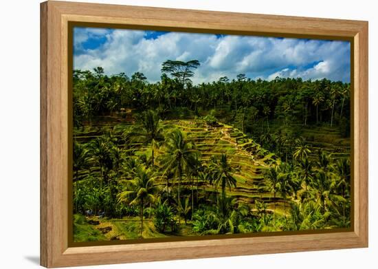 Tegalalang Terraced Rice Paddy, Bali, Indonesia, Southeast Asia, Asia-Laura Grier-Framed Premier Image Canvas