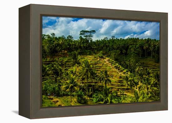 Tegalalang Terraced Rice Paddy, Bali, Indonesia, Southeast Asia, Asia-Laura Grier-Framed Premier Image Canvas