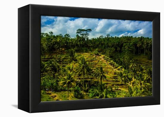 Tegalalang Terraced Rice Paddy, Bali, Indonesia, Southeast Asia, Asia-Laura Grier-Framed Premier Image Canvas